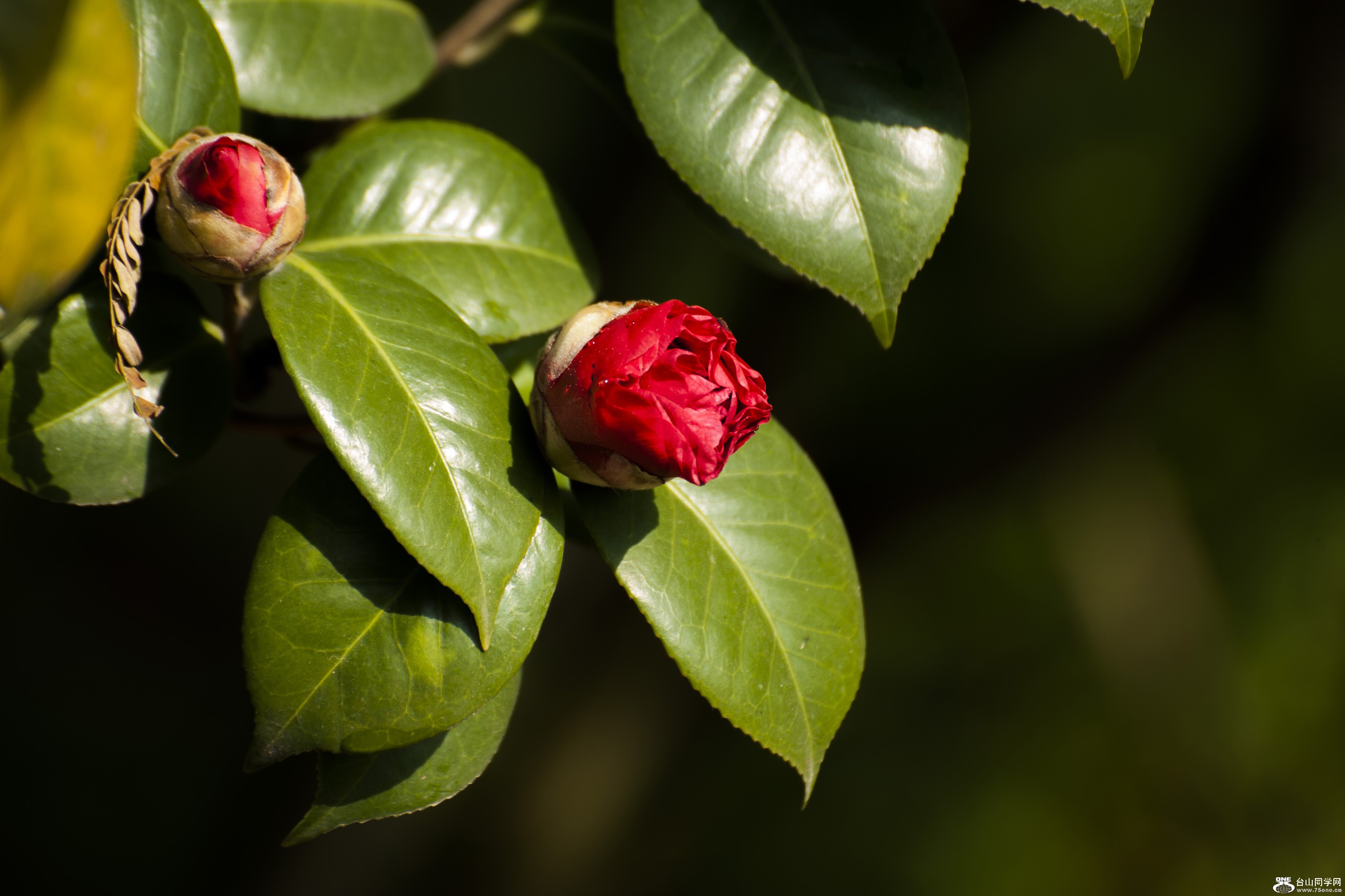 DSC_0088.jpg