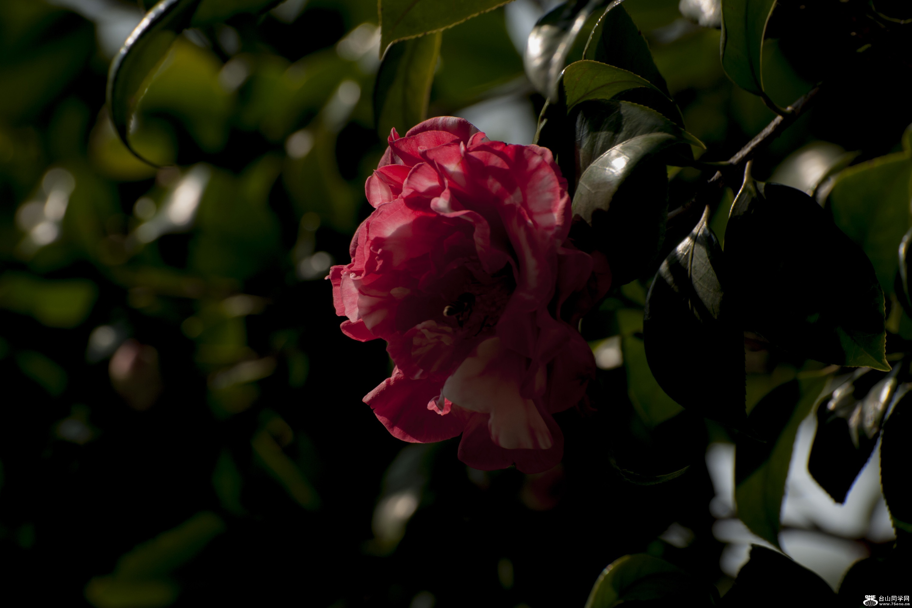 DSC_0108.jpg