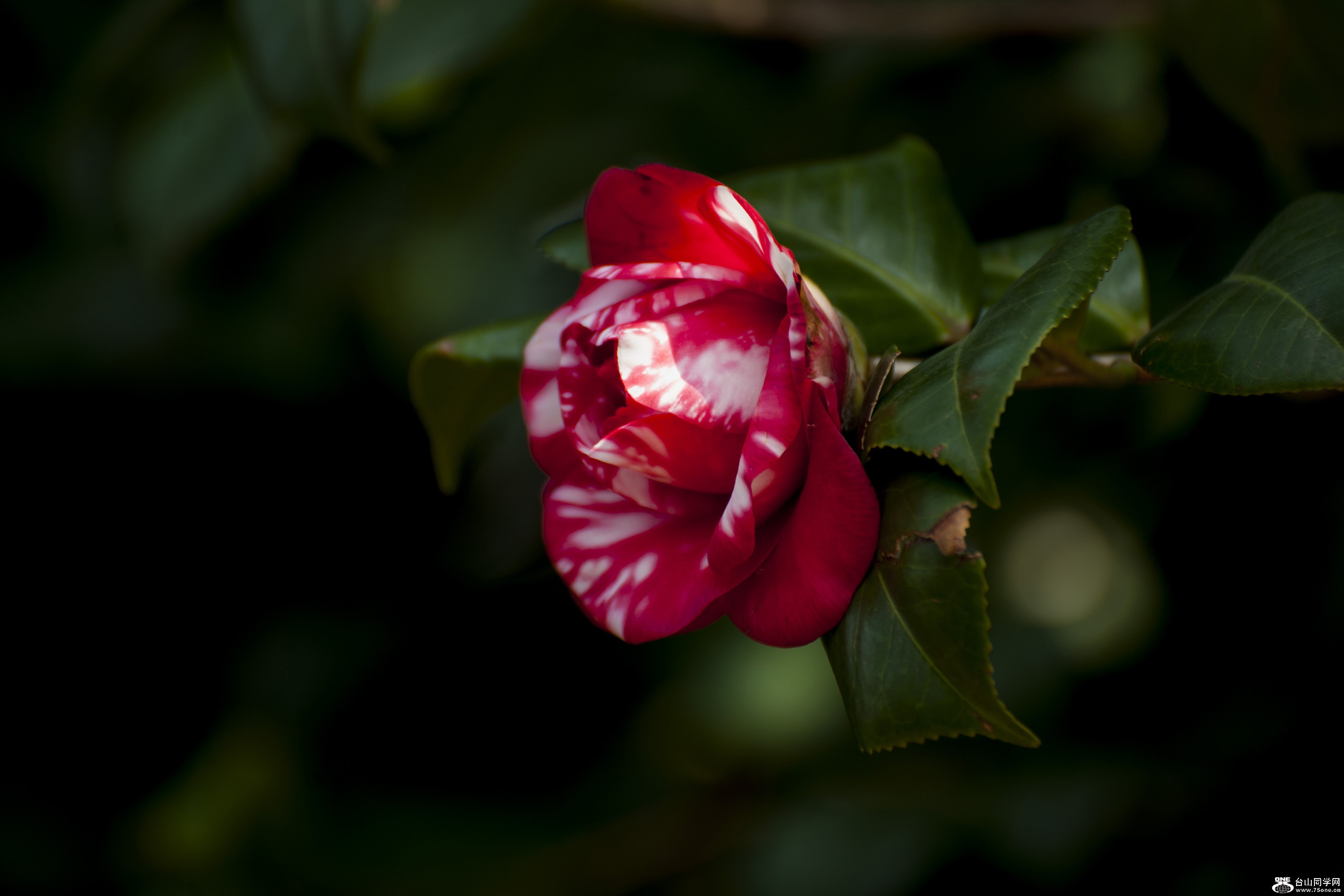 DSC_0166.jpg