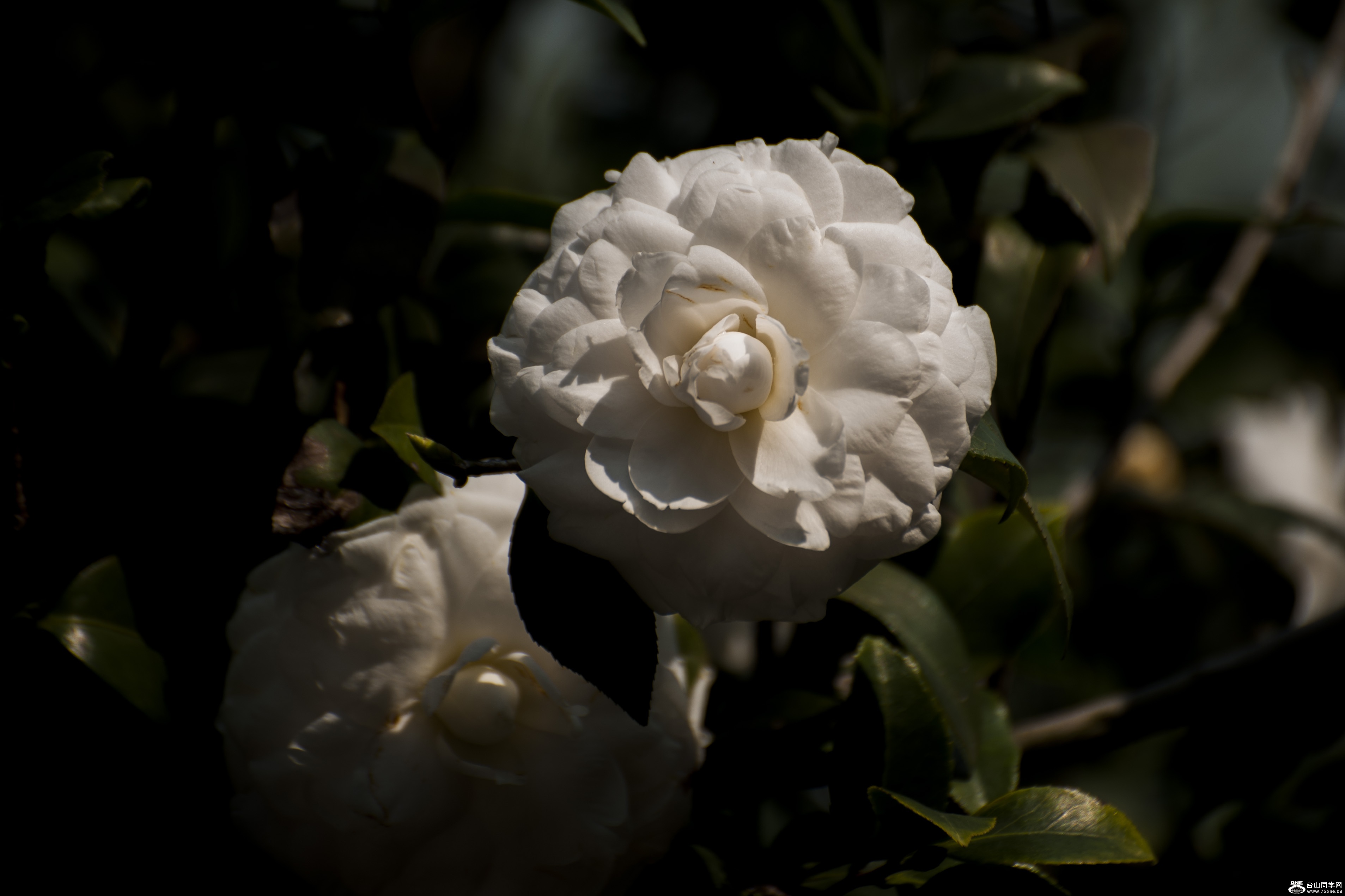  DSC_0152.jpg