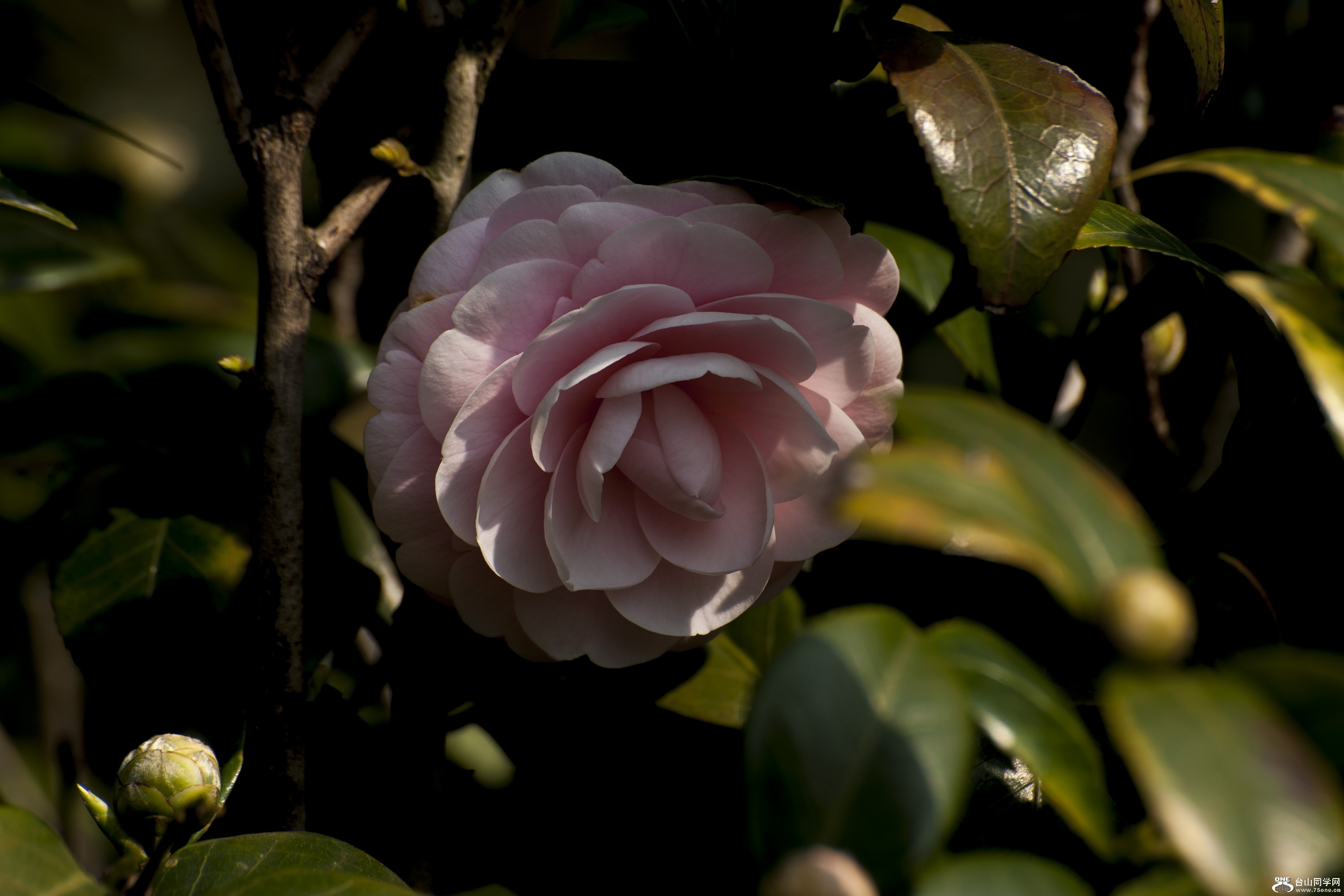 DSC_0099.jpg