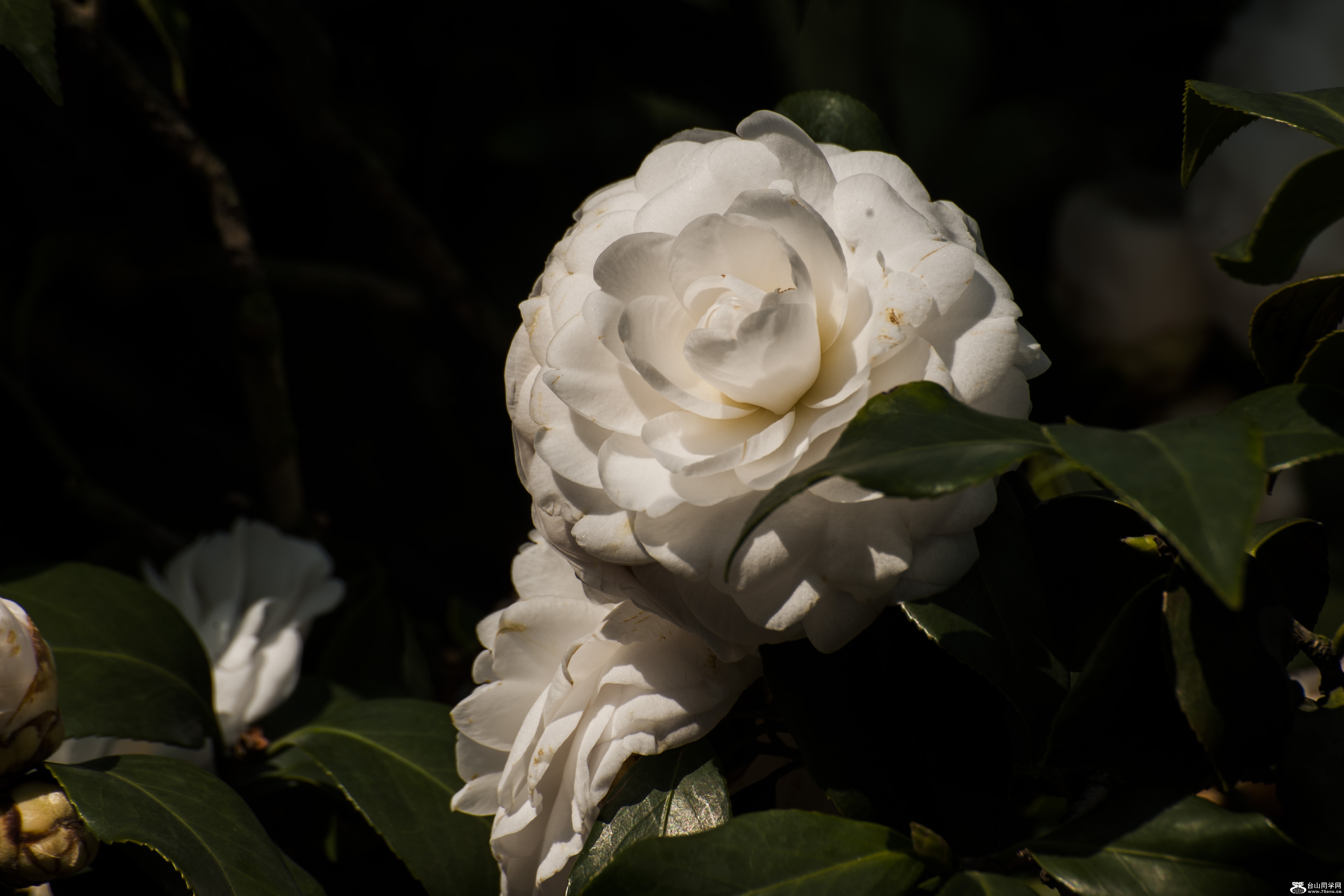  DSC_0157.jpg