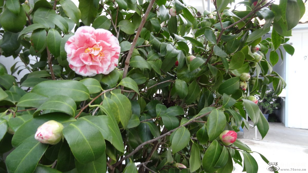 DSC06117.jpg