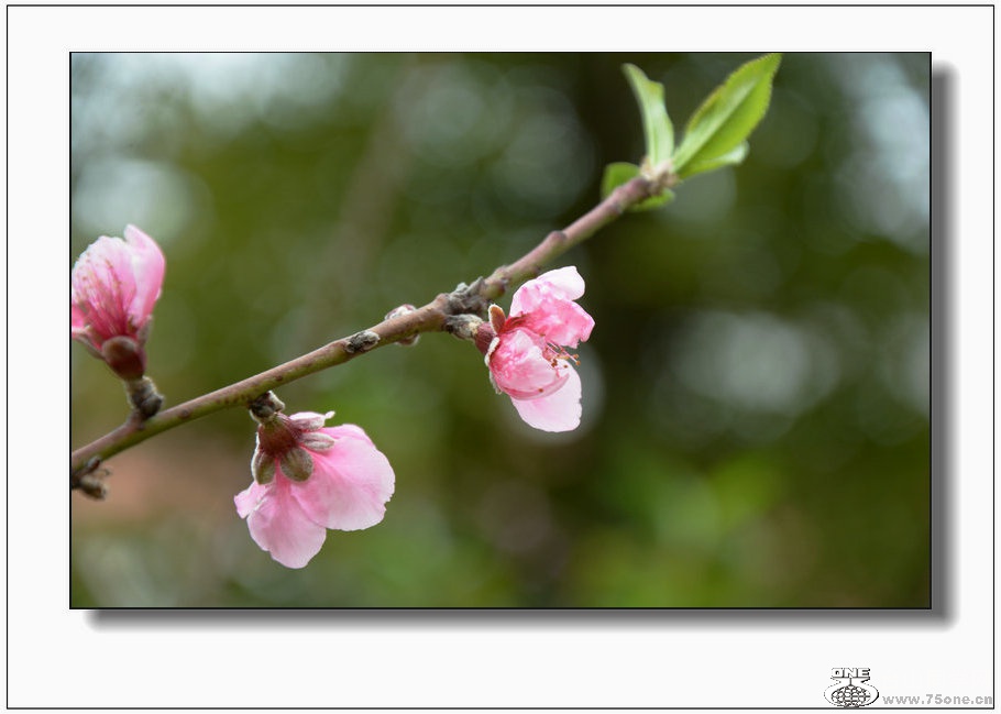 DSC_3994_1.JPG