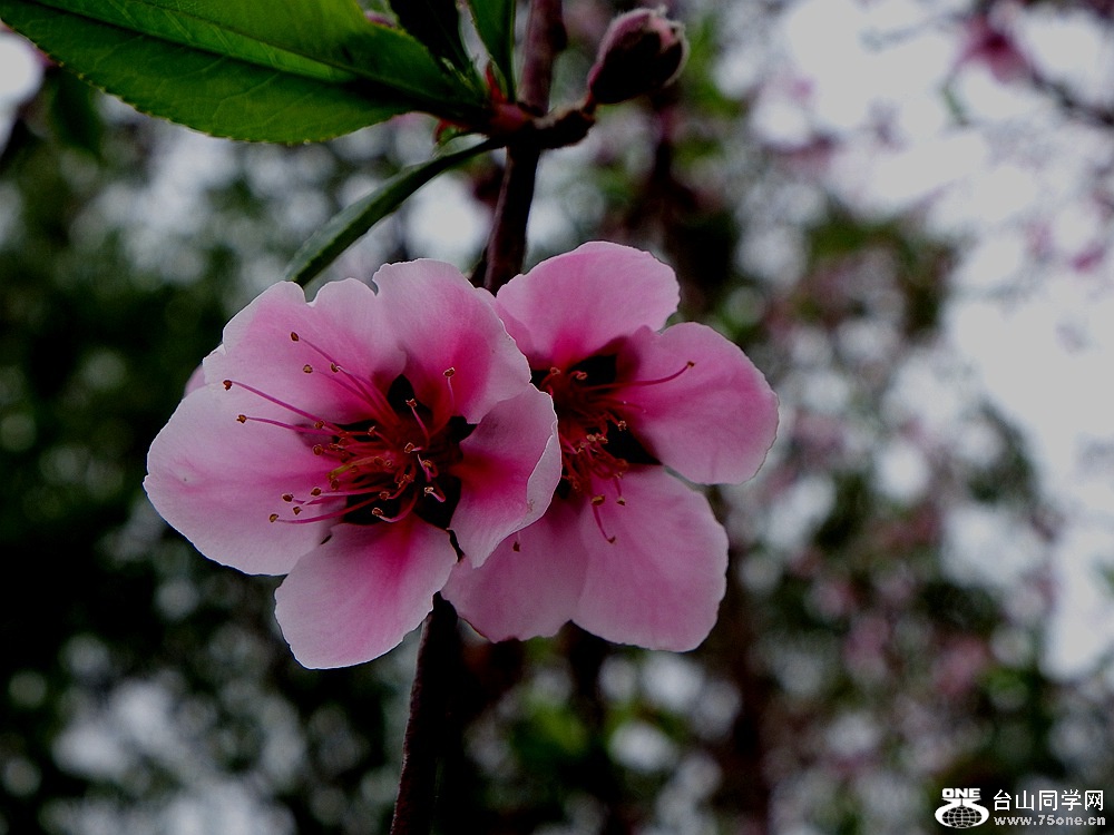 DSCF1550.JPG