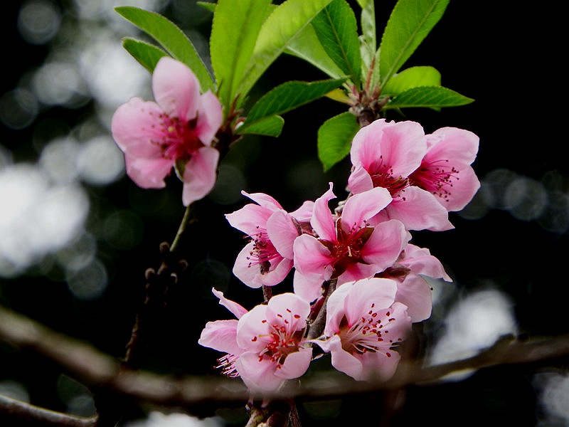 DSCF1017.jpg