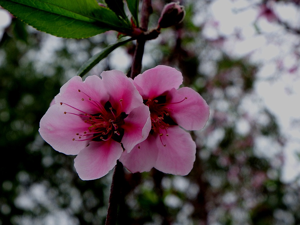 DSCF1550.JPG