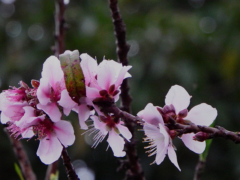 DSCF2089.jpg