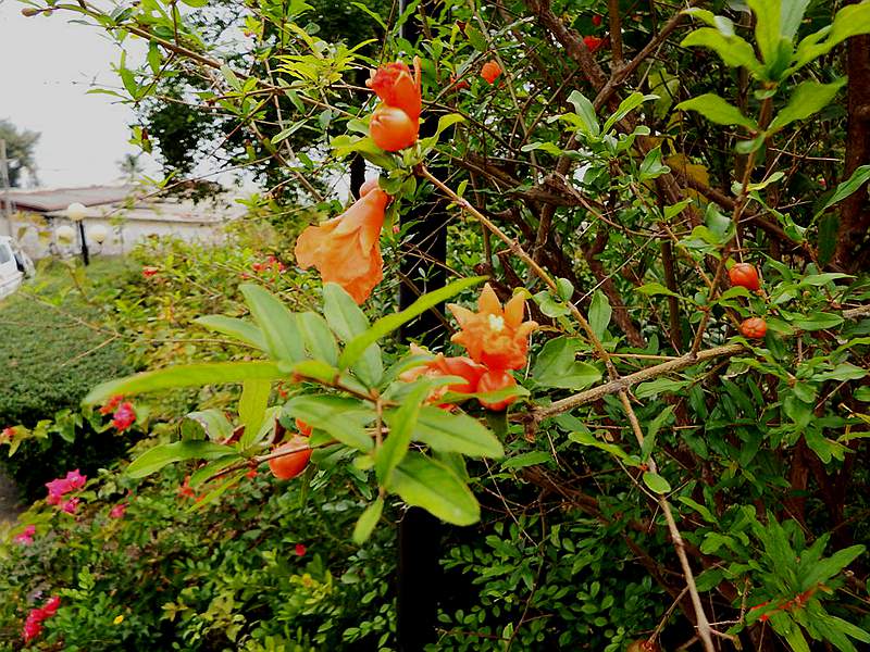 DSCF7356.jpg