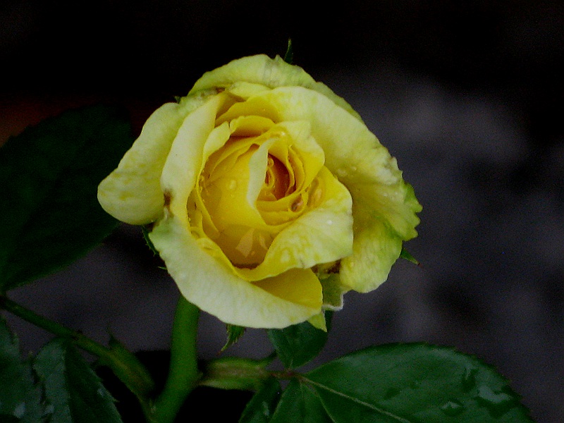 IMG_7877.JPG