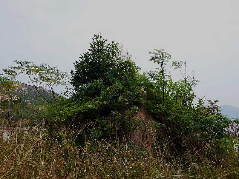 DSCF7374.jpg