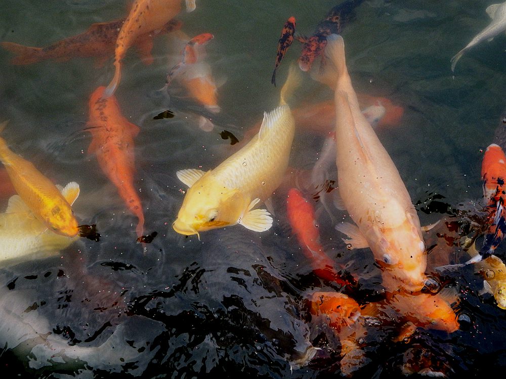 DSCF2198.JPG