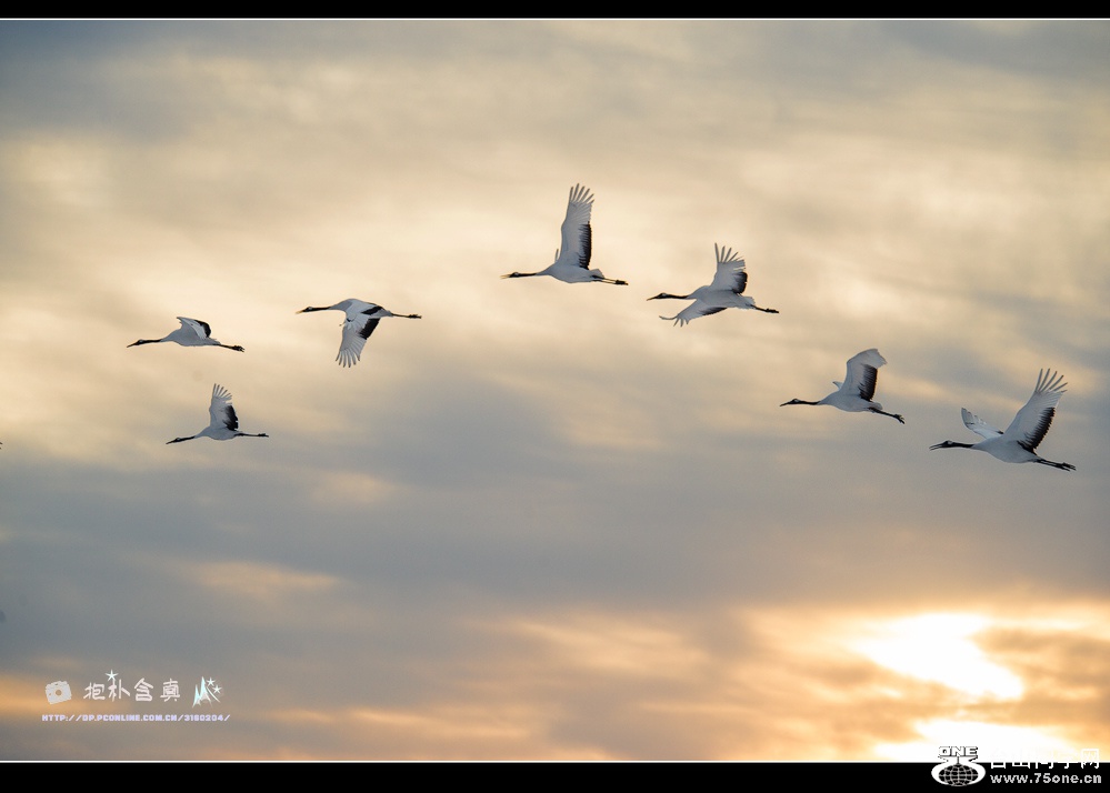 DSC_8745s.jpg