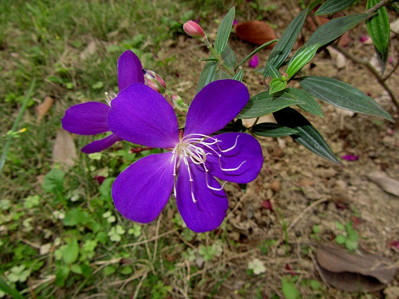 IMG_0225.jpg