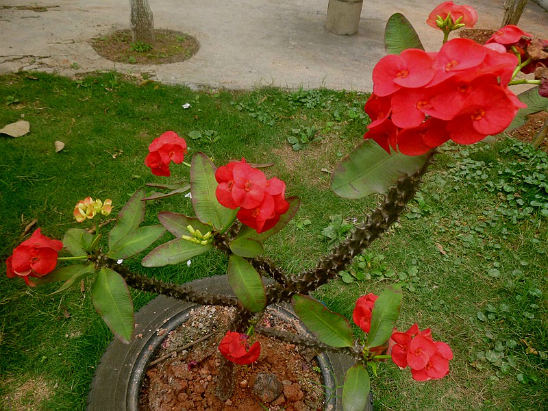TPC_2333.jpg