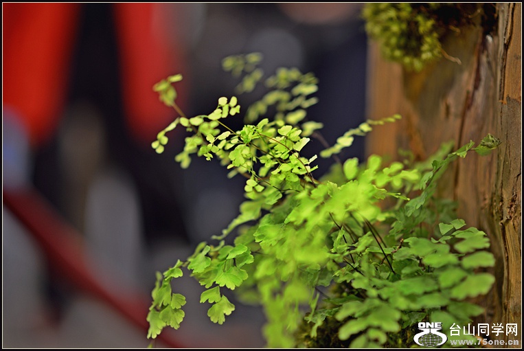 DSC_5700.jpg