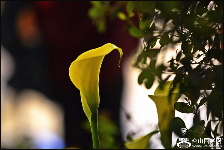 DSC_5735.jpg