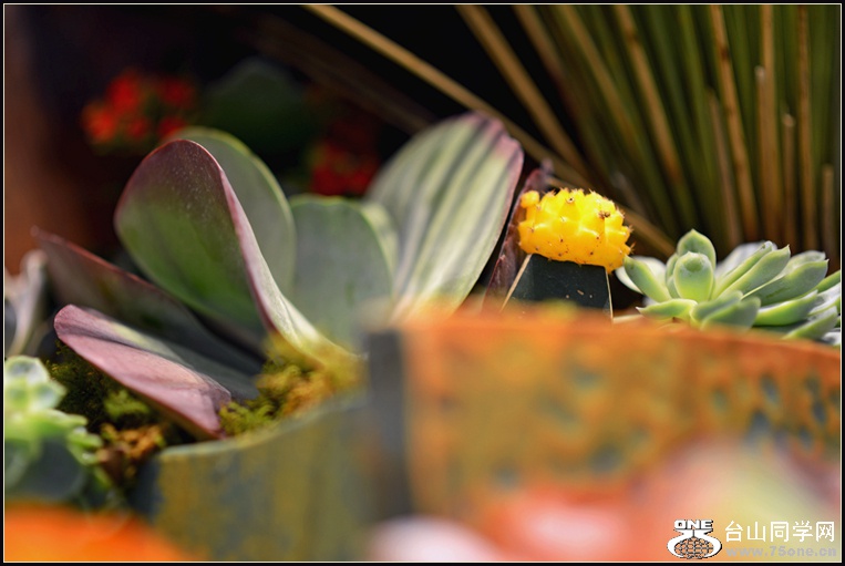 DSC_5658.jpg