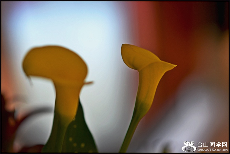 DSC_5726.jpg