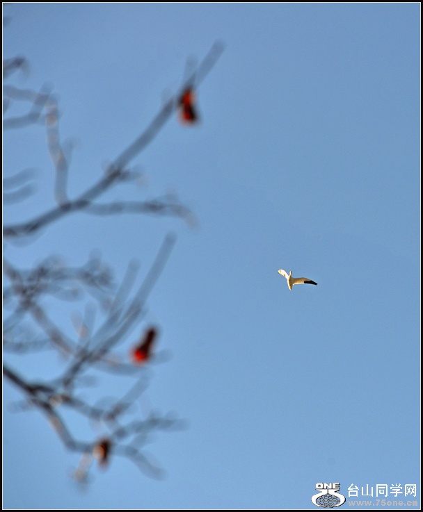 DSC_4951.jpg