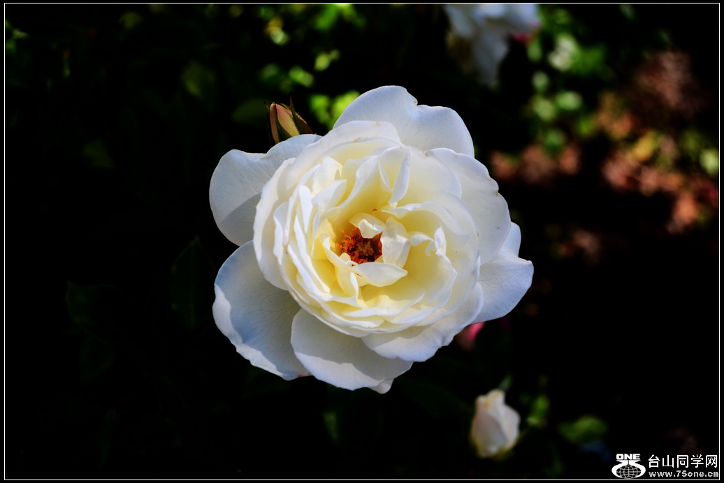 DSC_0994.jpg