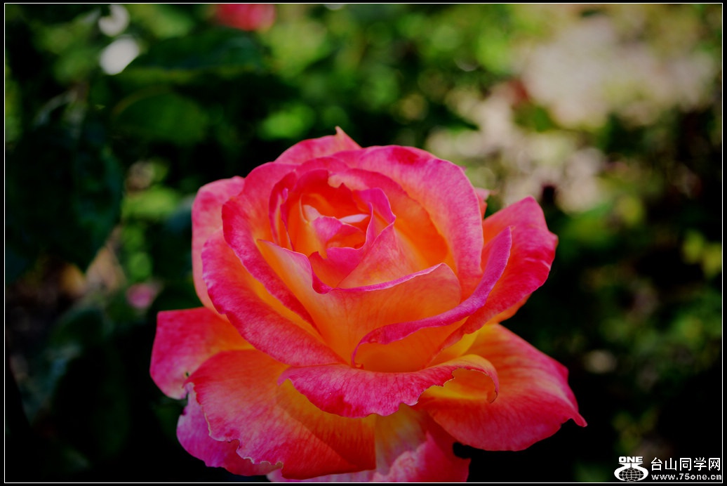 DSC_1002.jpg