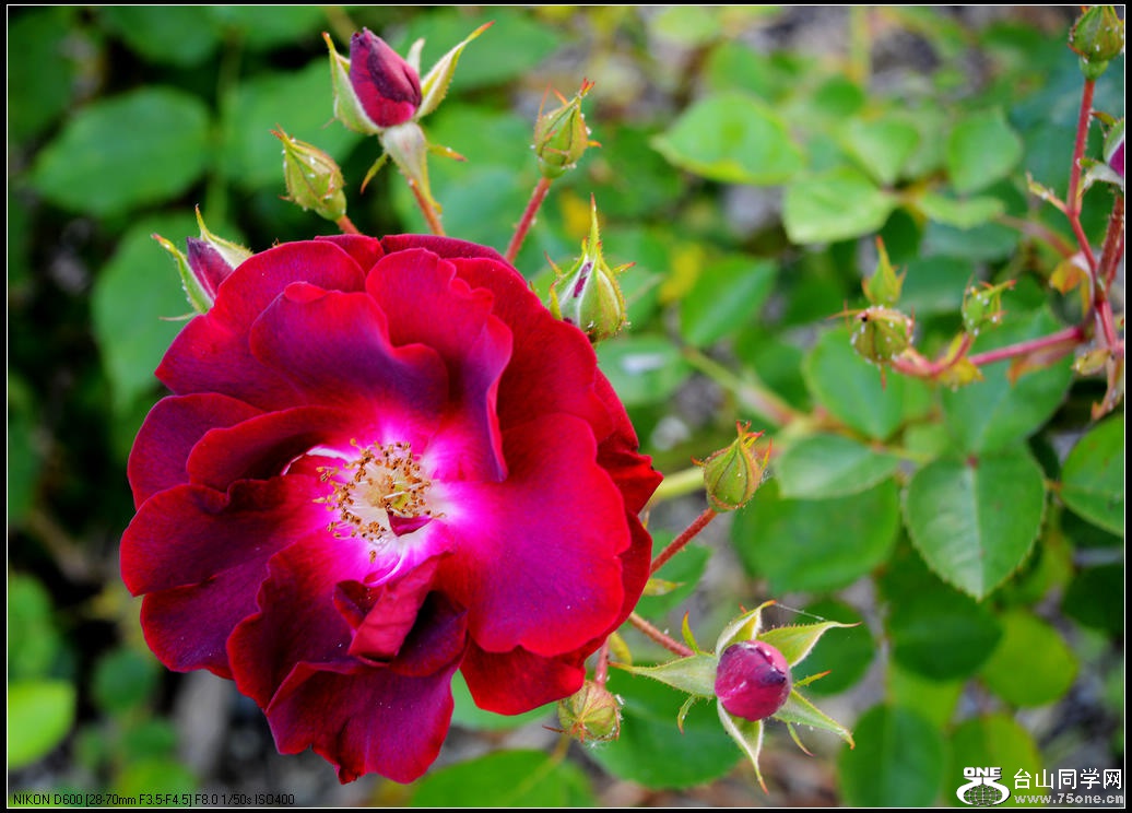 DSC_1012.jpg