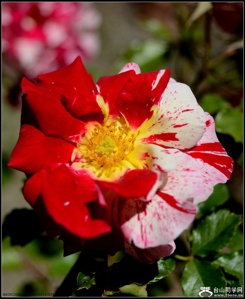 DSC_0985-0.jpg