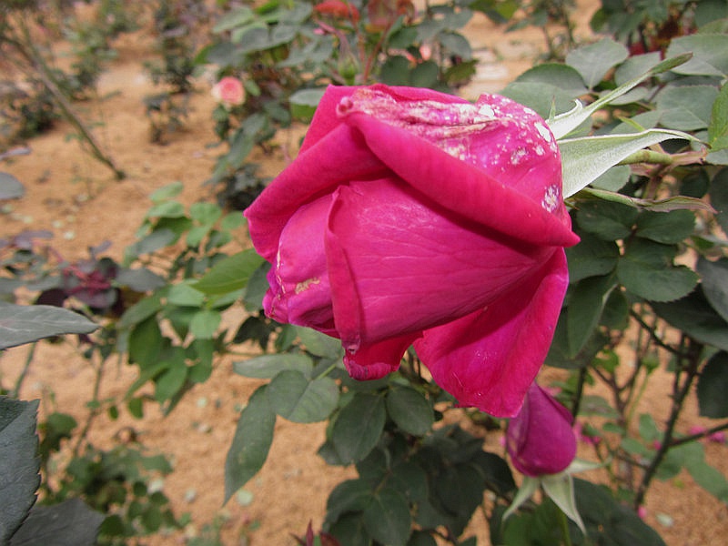 DSCF3844.jpg