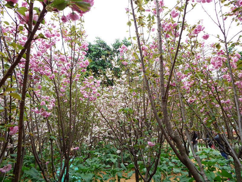 DSCF3635.jpg