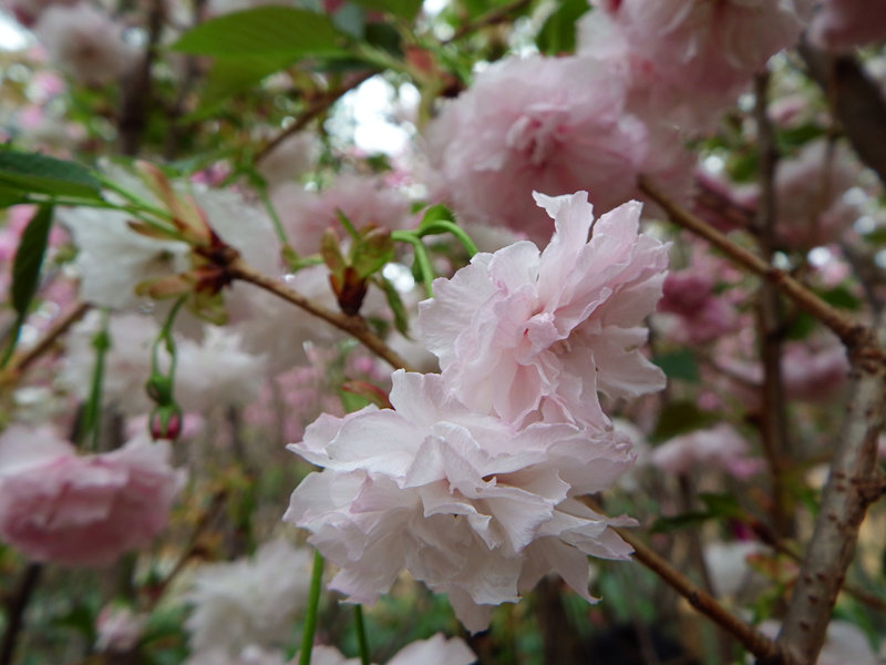 DSCF3632.jpg