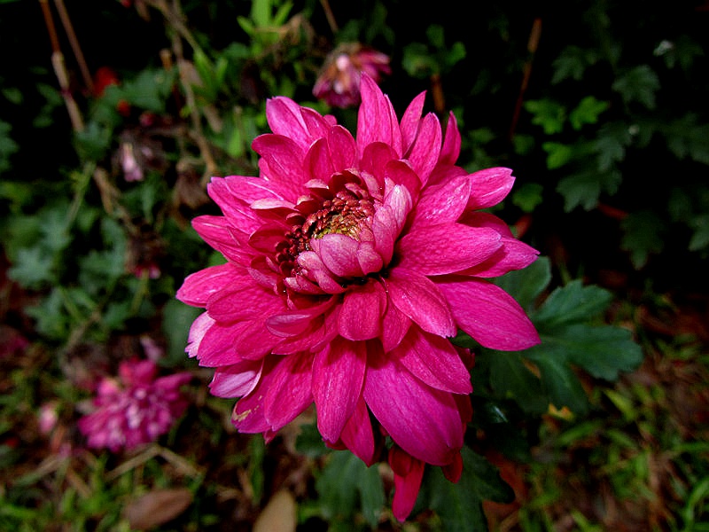 DSCF3839.jpg