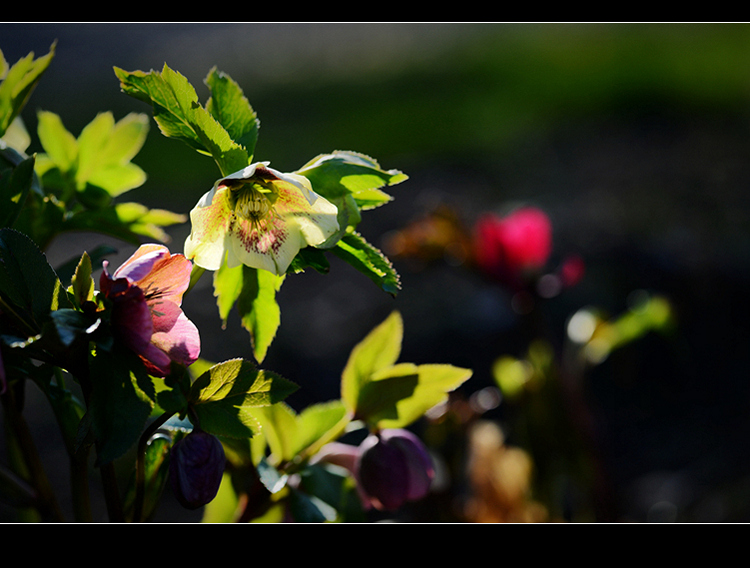 DSC_4178.jpg