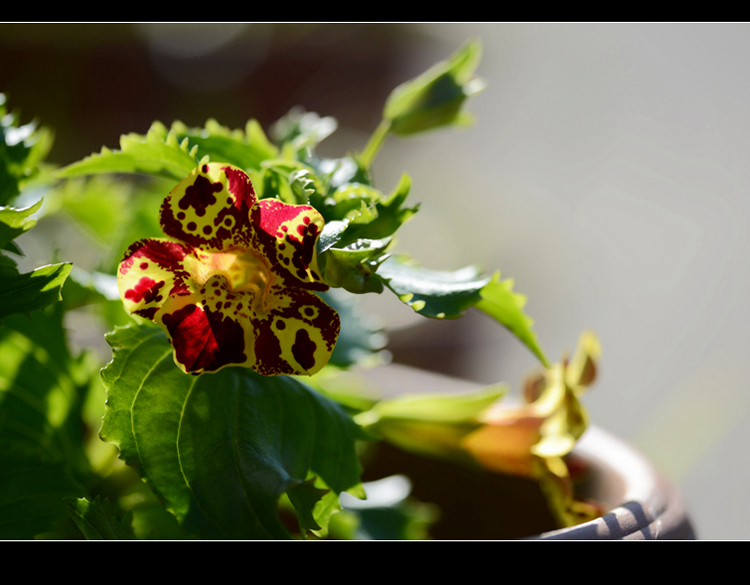 DSC_4177.jpg