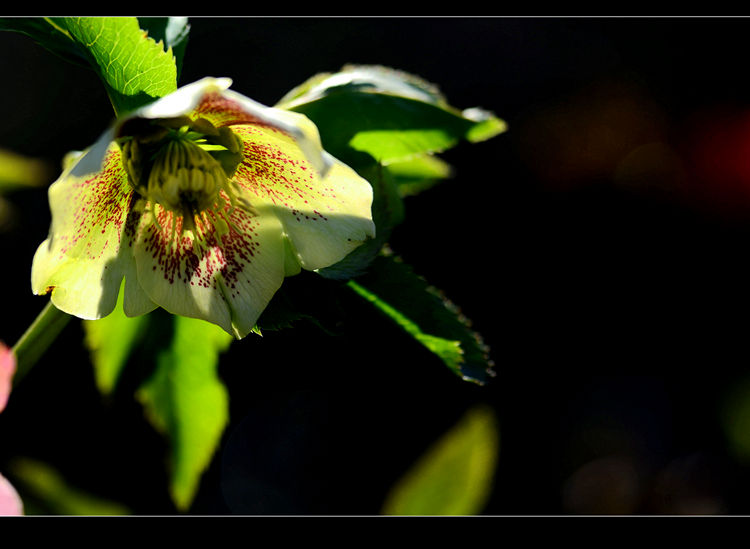 DSC_4180.jpg