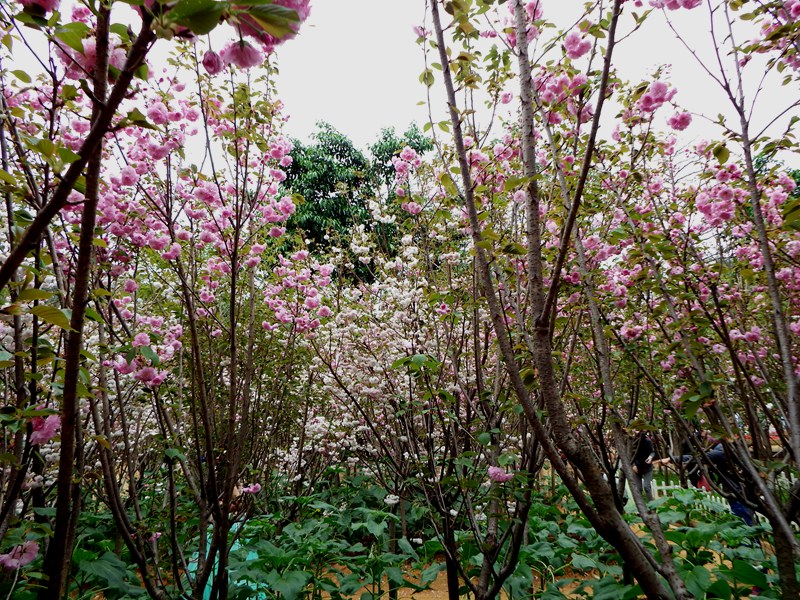 DSCF3641.JPG
