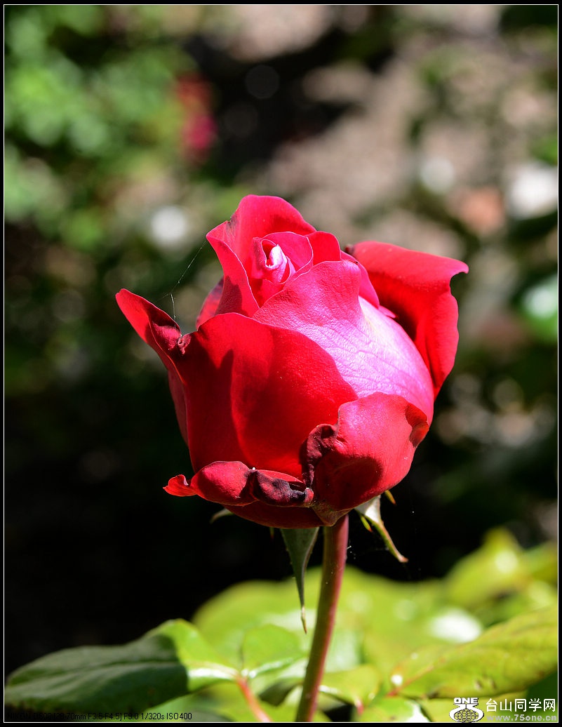 DSC_1029.jpg