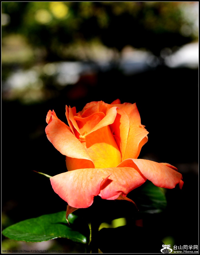 DSC_1028.jpg