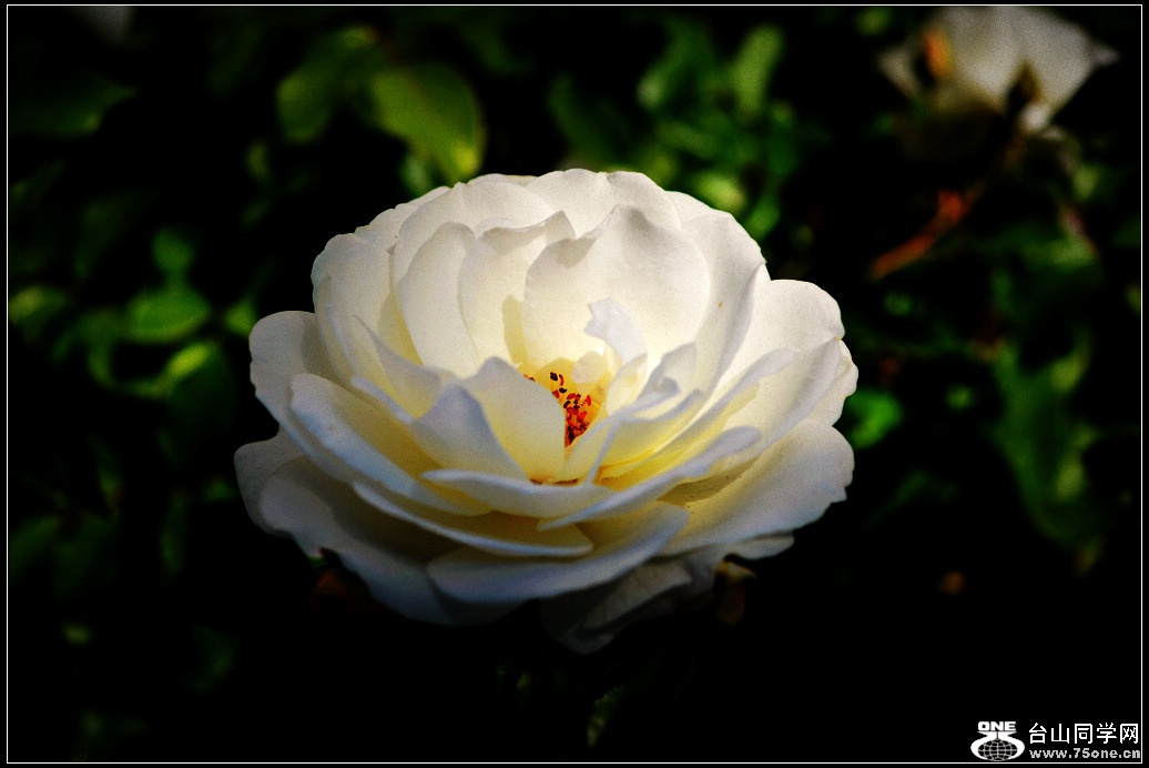 DSC_0995.jpg