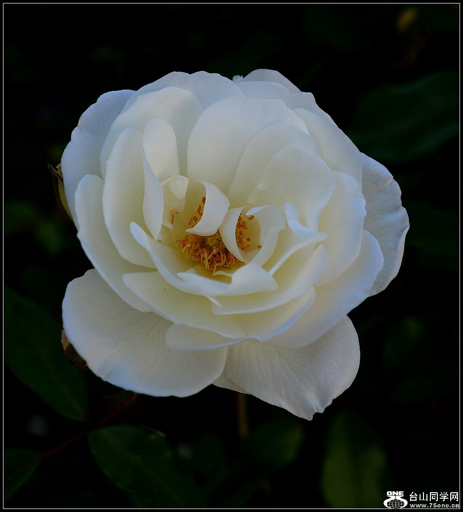 DSC_1007.jpg