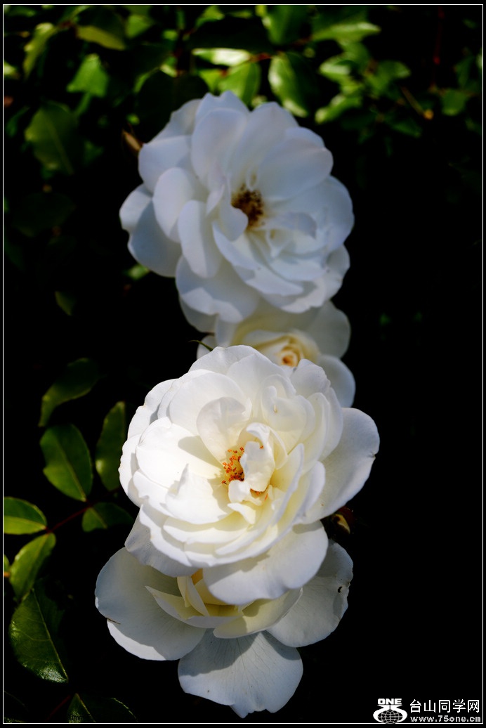 DSC_0993.jpg
