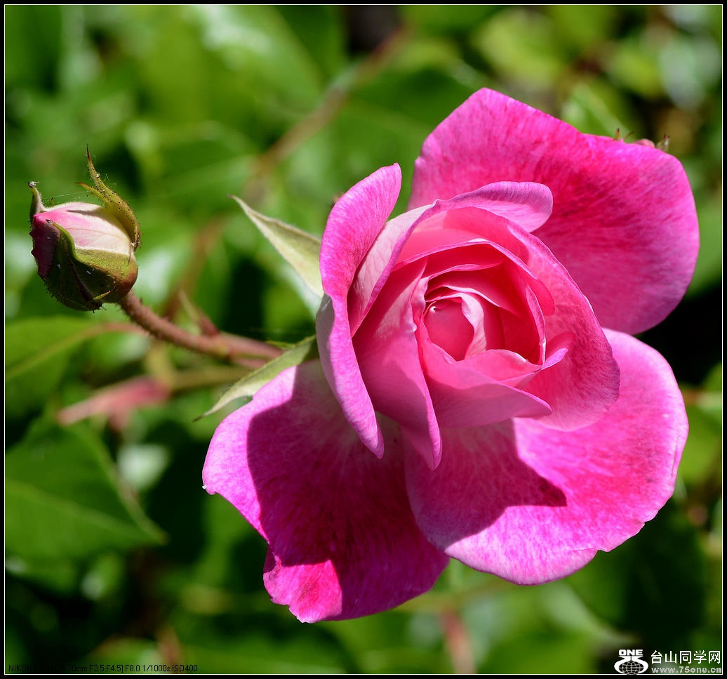 DSC_1017.jpg