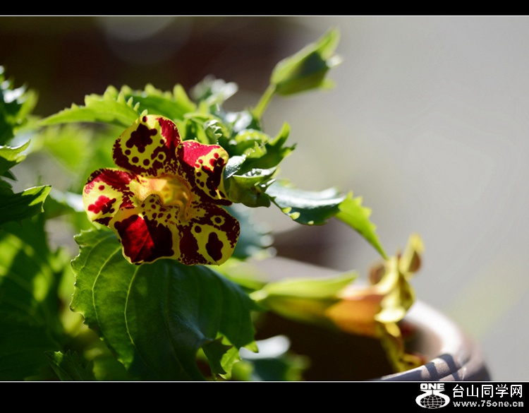 DSC_4177.jpg