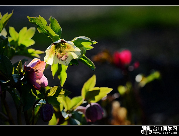 DSC_4178.jpg