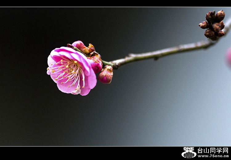 DSC_3768...jpg