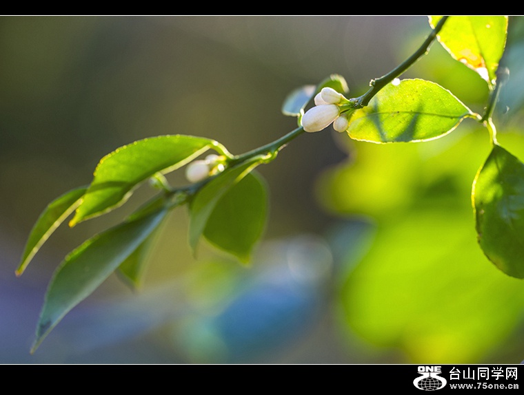 DSC_4373..jpg