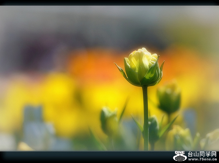 DSC_8342...jpg