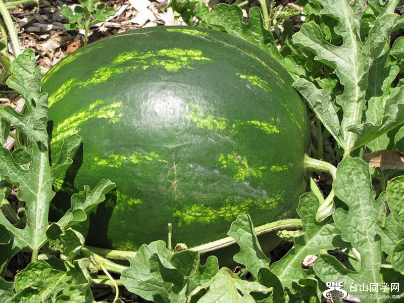 DSC_3366_conew1.jpg