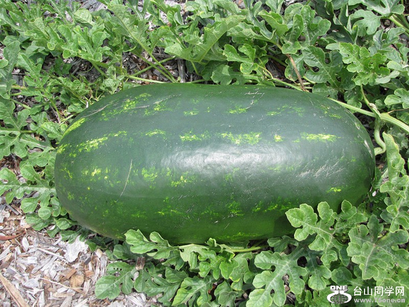 DSC_3333_conew1.jpg