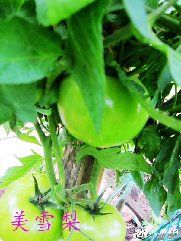 32IMG_7327_conew1.JPG